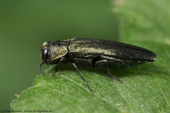 Agrilus angustulus (Illiger, 1803)